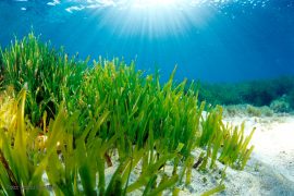 posidonia minorca