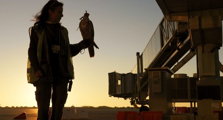 Controllo della fauna: la sicurezza del cielo è garantita da un falcone