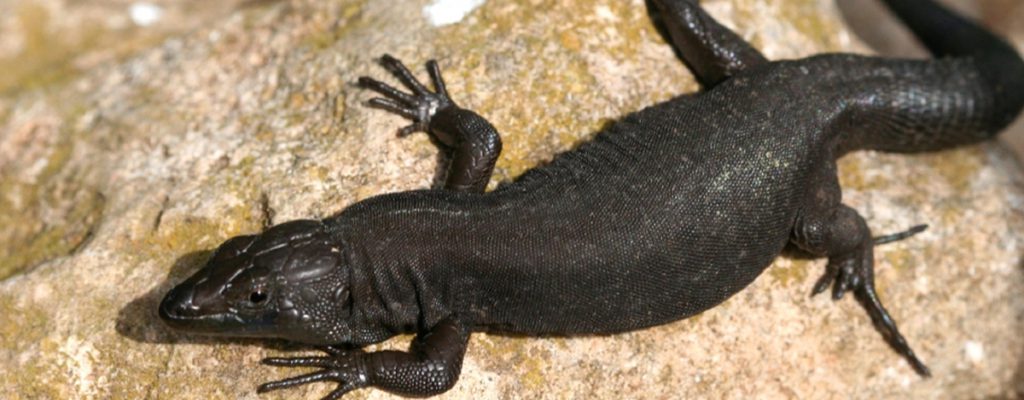 lagartija negra de Menorca