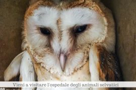 Un gufo ospite dell'ospedale degli animali