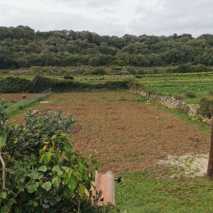 huerta en es migjorn gran