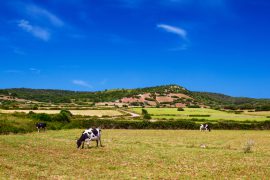 Visite guidate e degustazioni in 5 “llocs” (fattorie) di Es Castell