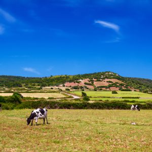 Cows,Are,Grazing,Upon,The,Hills,In,Sunny,Day,At