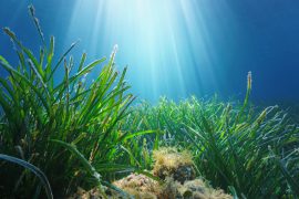 posidonia minorca