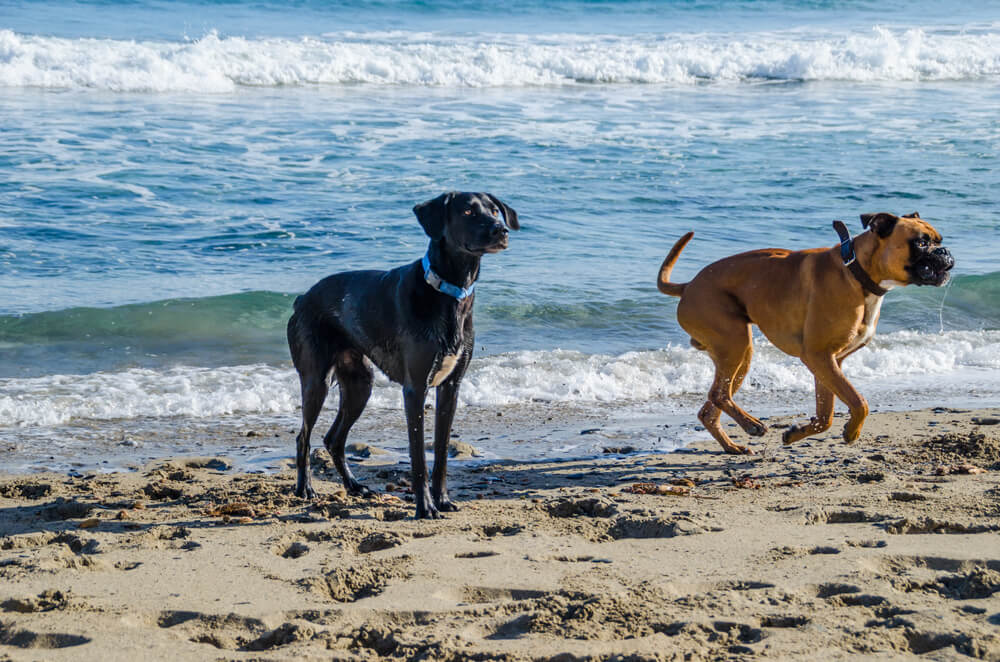 apartamentos menorca con perros